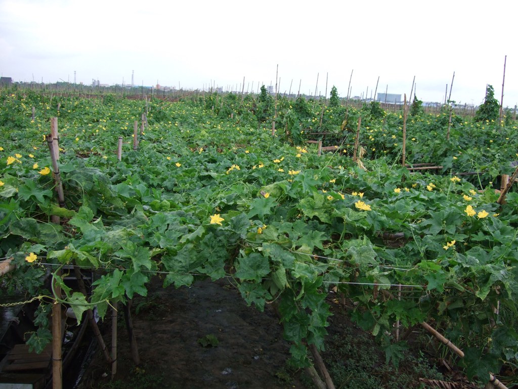 365 廣州南沙擁有優越的農產品生產基地