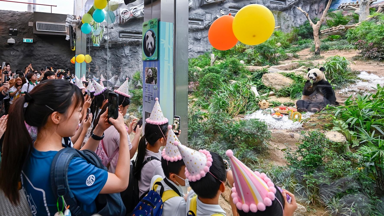 10.º aniversário dos pandas-gigantes "Jian Jian" e "Kang Kang"  ( Fotógrafo: Dennis Ho).
