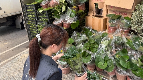 内地输澳动植物产品检验检疫证书无纸化即日起全面实施