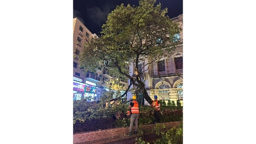 市政署即时跟进议事亭前地树木断枝事件