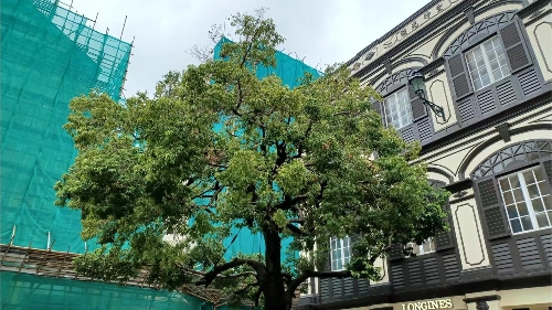 市政署持續救治病弱及受損樹木 加強養護保障公共安全