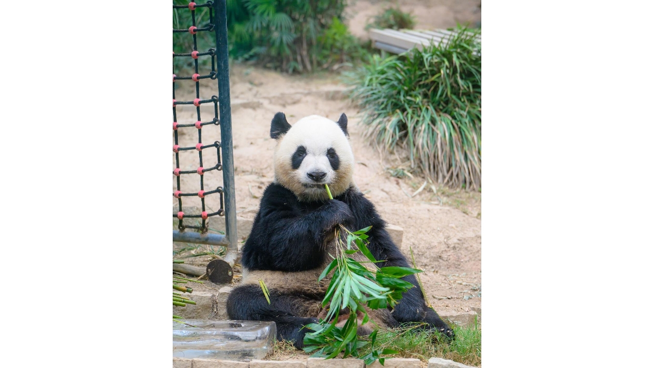 Giant pandas “Jian Jian” and “Kang Kang” to undergo quarantine inspection from 9 October before their training in Chengdu