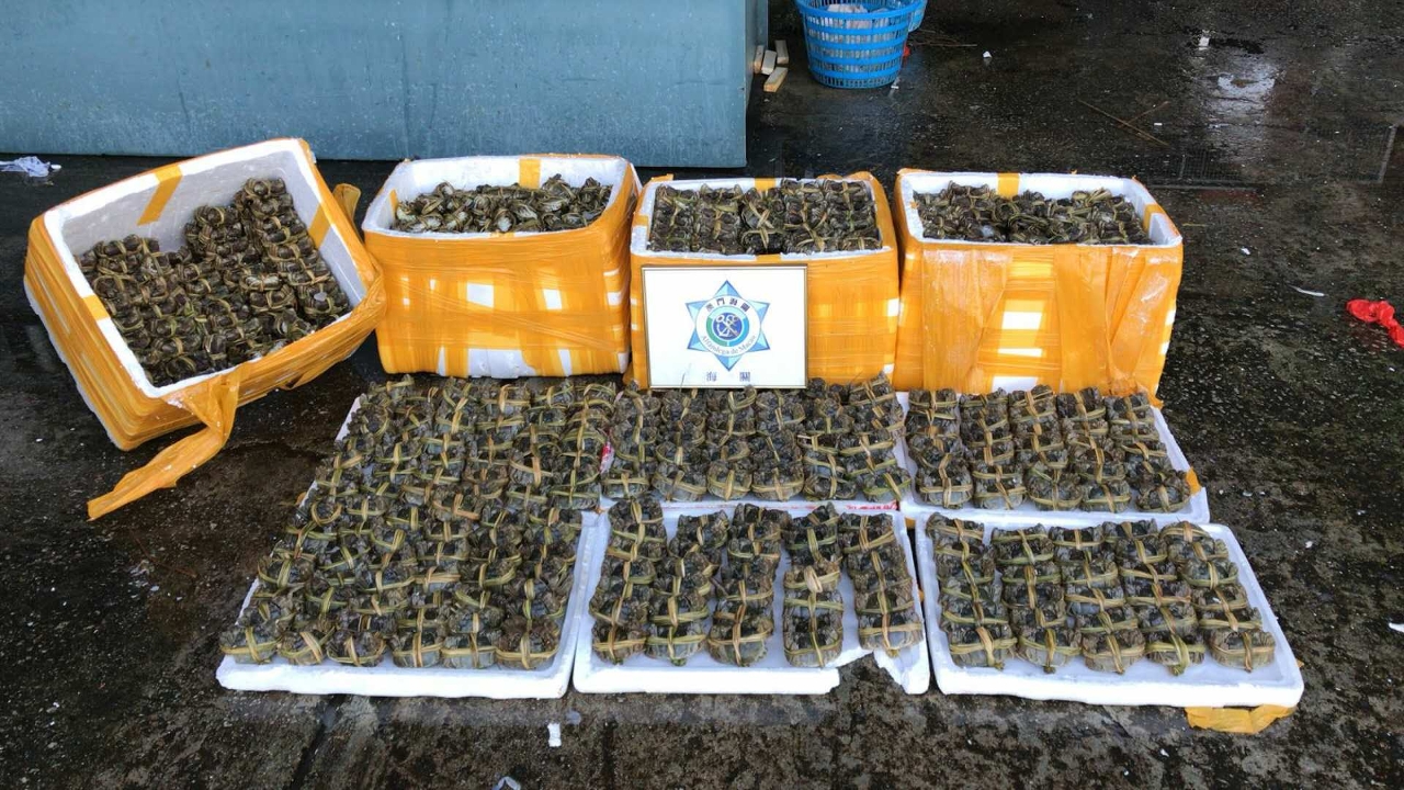 行動中檢獲約1300隻走私大閘蟹