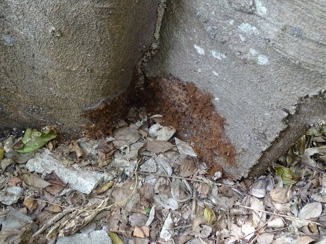 石排灣郊野公園根腐病樹上褐根病菌絲面