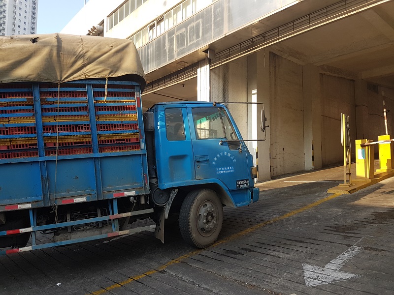 活禽運抵澳門批發市場