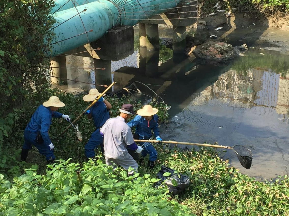 共打撈約一噸死魚