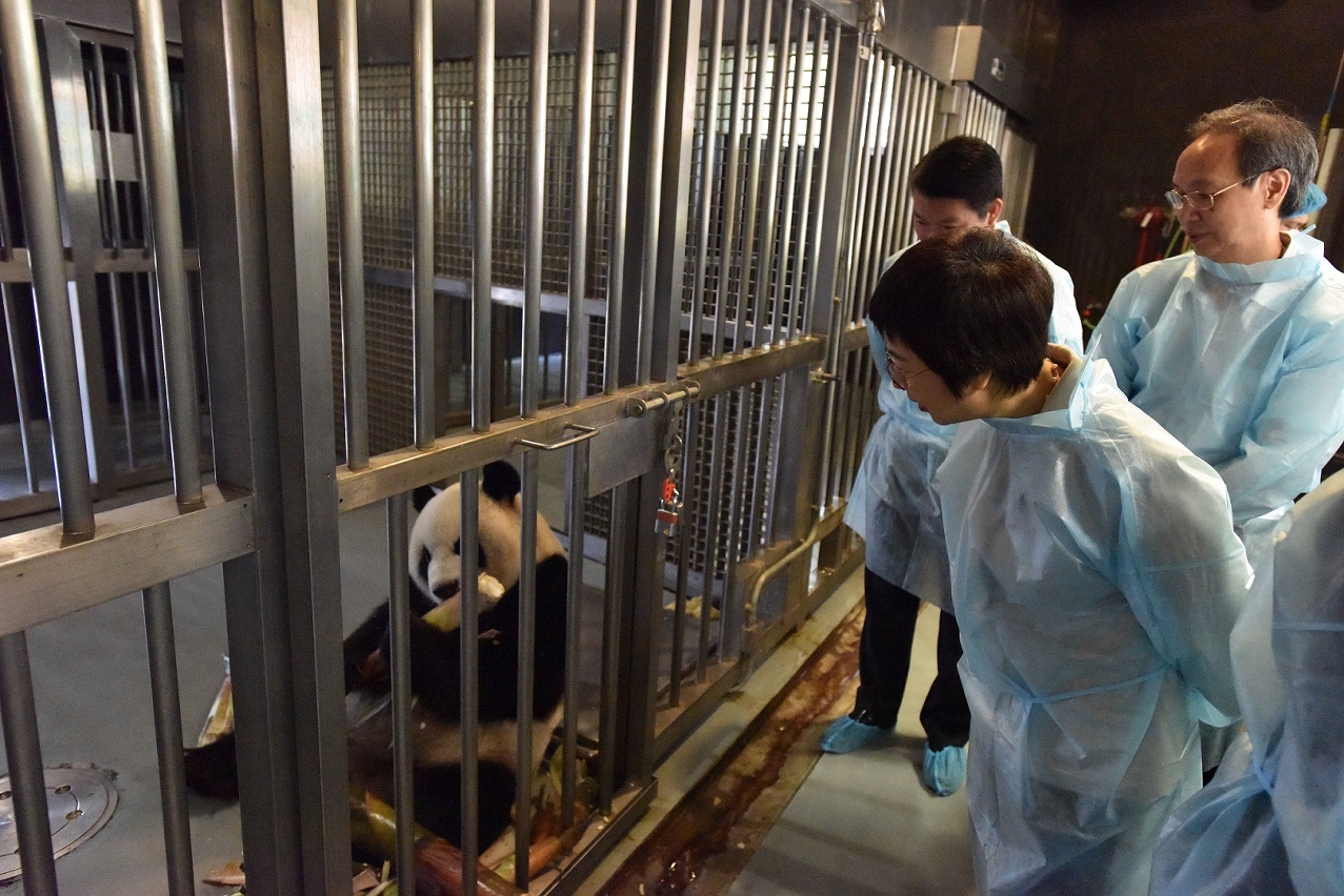 The Secretary for Administration and Justice, Ms Chan Hoi Fan, is briefed on the health of giant panda “Xin Xin” after the animal gave birth to twin cubs.