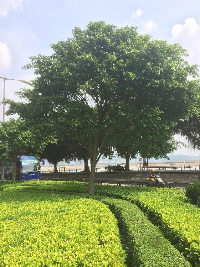 受道路重整影響而需要移植之垂葉榕