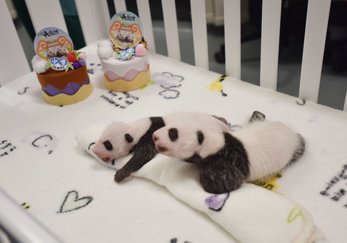 Um mês de vida do par de pandas-gémeos, ambos machos