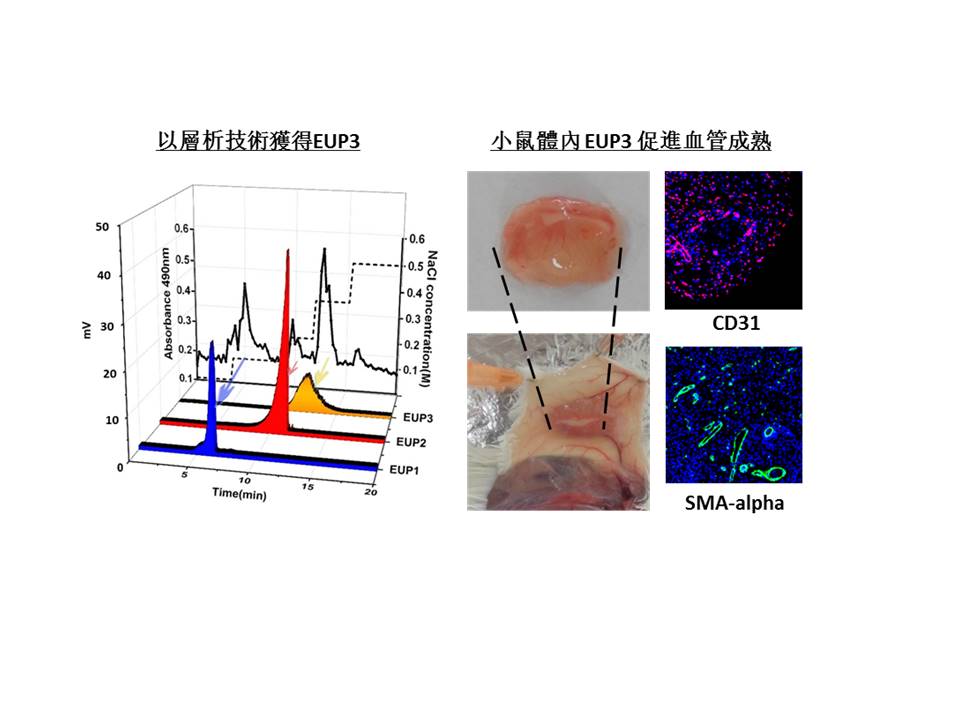 UM discovers a carbohydrate molecule in a medicinal herb that may help to treat ischemic disease