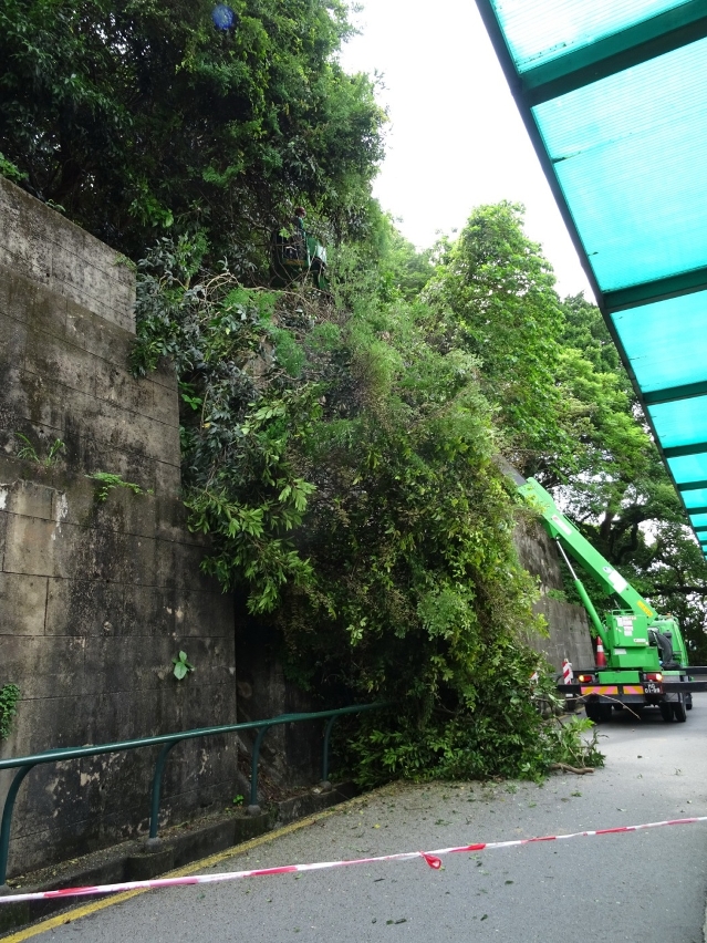 松山樹木雨後不勝負荷折枝下墮