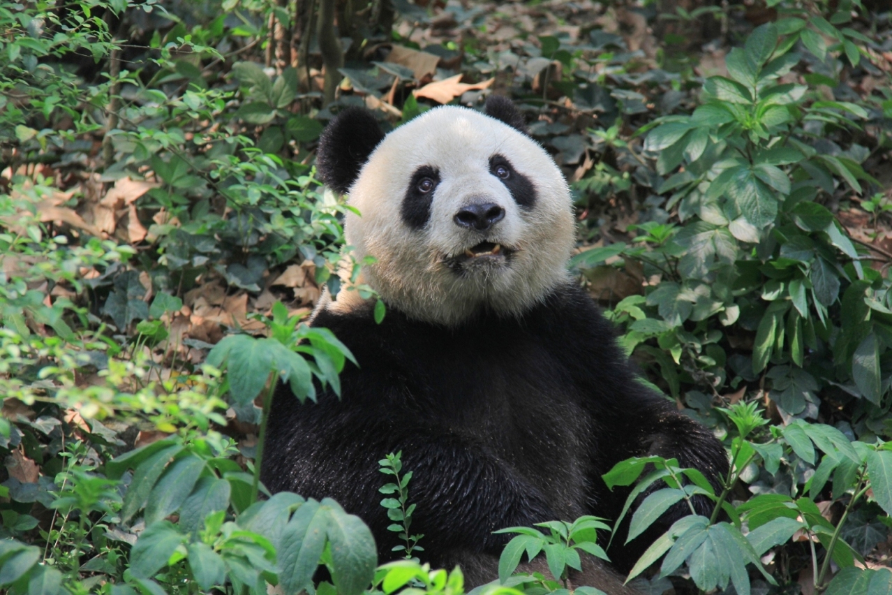 The eight-year-old female “Shurong”.