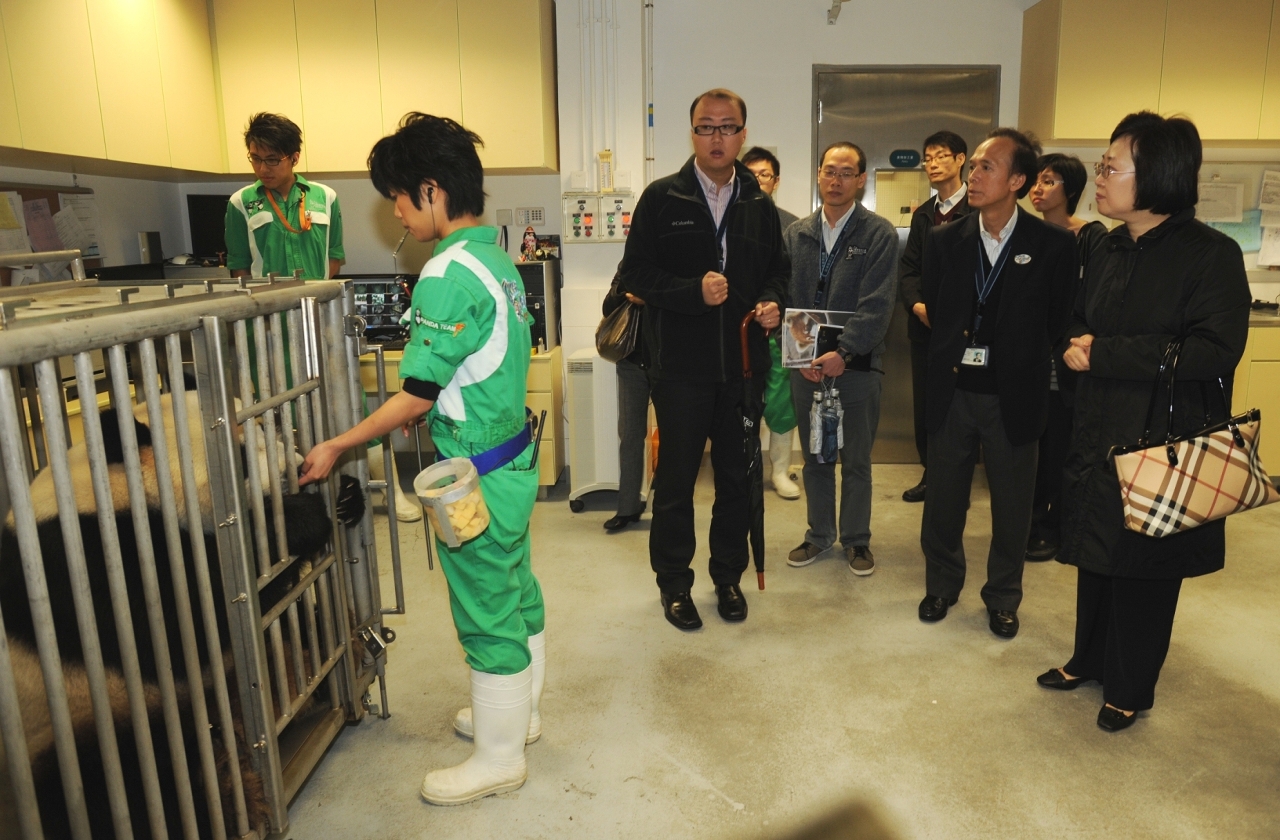 飼養員示範讓大熊貓接受醫療檢查的訓練
